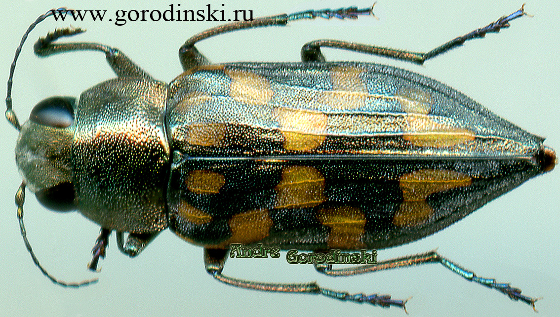 http://www.gorodinski.ru/buprestidae/Trachypteris picta picta.jpg